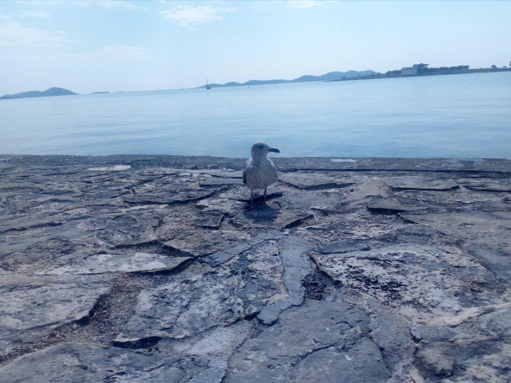 Number 5 Daire Pakoštane Dış mekan fotoğraf